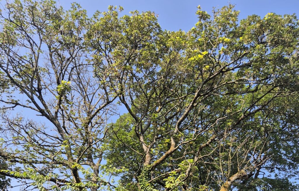 Protected Sycamore in Buxton’s Hogshaw Woods Targeted in ‘Sycamore Gap-Like’ Vandalism